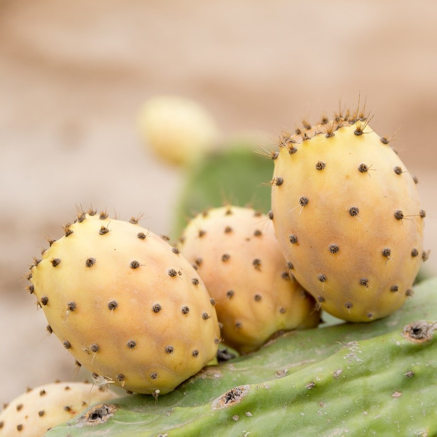 fico-d-india-bio-giallo-rosso-e-bianco-nuovi-frutti-dalla-sicilia