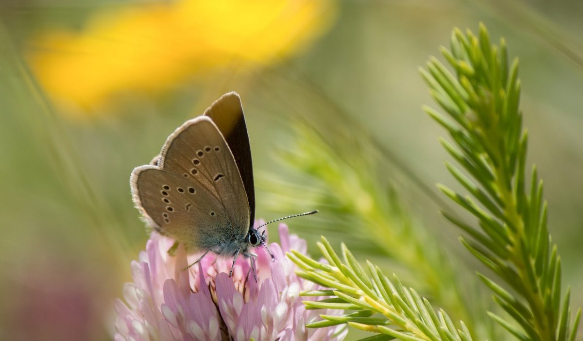 biodiversita-agricola