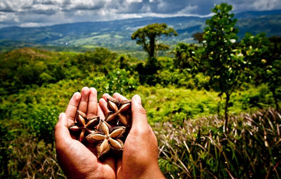 aiutare l'amazzonia