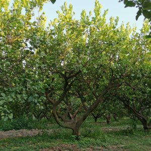 limone-di-calabria-0002
