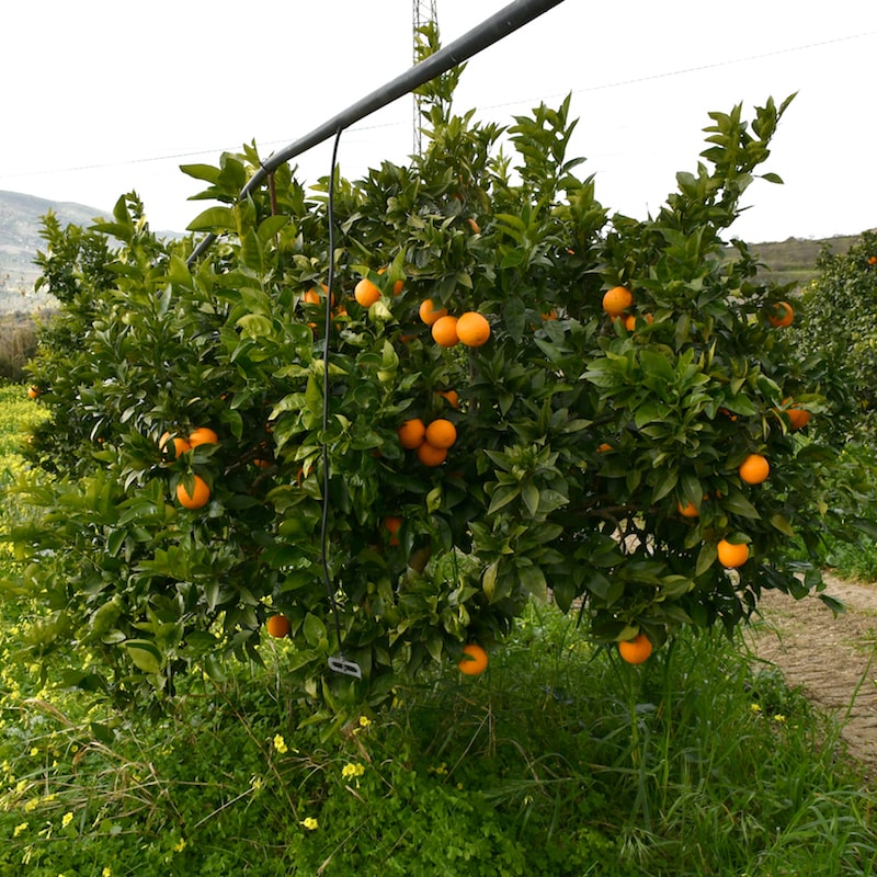 Arancia Vaniglia Biorfarm