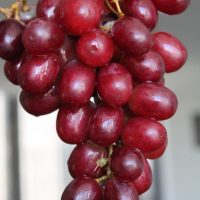 uva_crimson_rossa_biorfarm_frutta