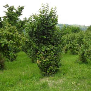 nocciola-tonda-gentile-igp-0001