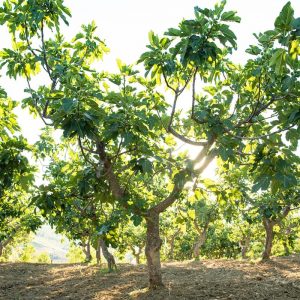 fico-secco-al-naturale-0001
