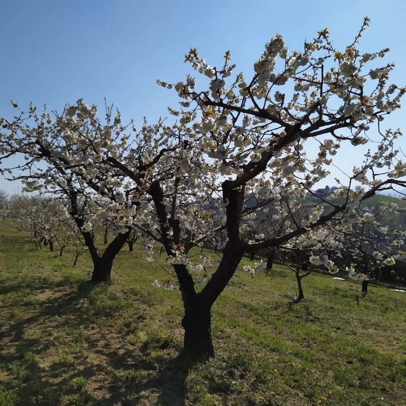 Ciliegia Igp di Marostica Biorfarm