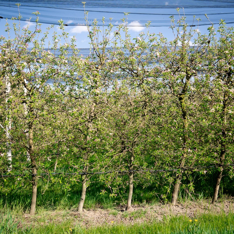 Semi Di Chayote Benoon 20 Pezzi | Pianta Da Orto Con Vitamine Naturali - Non OGM - Foto 4