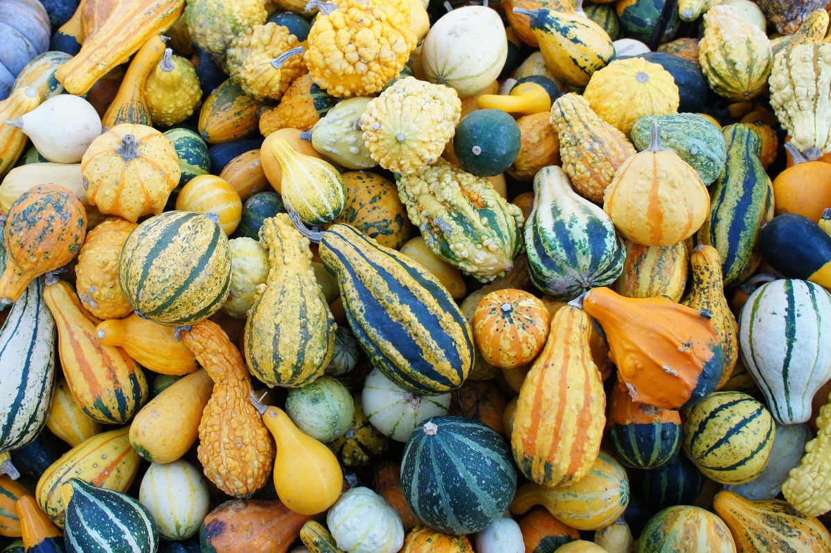 Diverse varietà di zucca